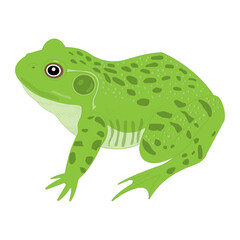 External anatomy of a Frog