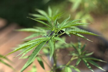 Close up of a Cannabis sativa plant on a blurred background - a medical concept