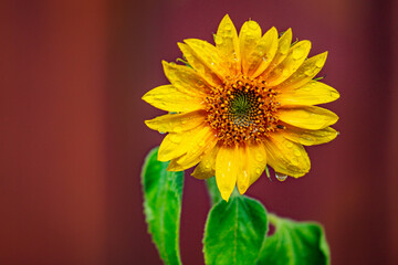 Yellow sunflower in bloom on the brown background