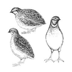 Vector hand-drawn set of illustrations of quails isolated on a white background. A sketch of a wild bird in the style of an engraving.