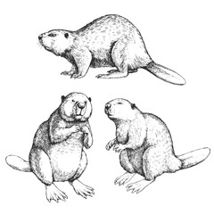 Vector hand-drawn set of illustrations of  beavers isolated on a white background. Sketches of animals in the style of engraving.