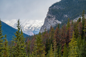 Beautiful panoramic view of the Canadian Rockies with mountains, forest and snow