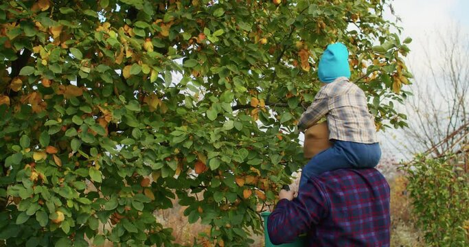 little happy child picking apples with grandfather in the garden in autumn. autumn garden and harvest by child and grandfather