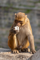 Monkey eating coconut. Taste of hunger. 