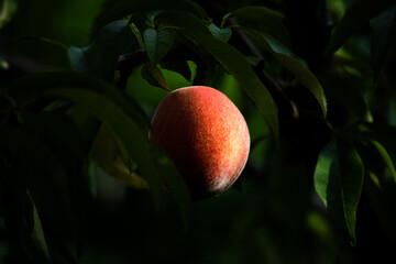 Single Peach