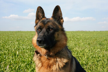 dog, shepherd, german, pet, canine, german shepherd, animal, grass, portrait, mammal, friend, brown, nature, cute, breed, sheepdog, dogs, black, alsatian, guard, tongue, domestic, fur, puppy, purebred