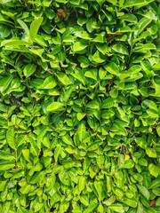 A green, leafy wall along the fence. Green background with small leaves.