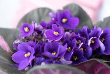 Blooming purple violet flowers in a pot, Saintpaulias, close-up