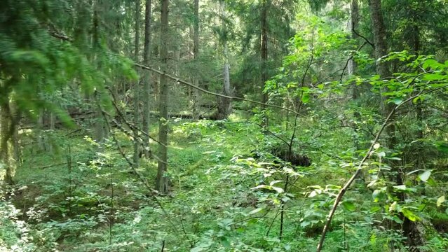 Sipoonkorpi national park recreation area in the summer.
