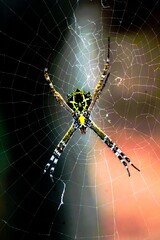 spider on web