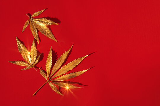 Abstract red christmas background with golden cannabis, marijuana leaves with shine.