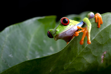 Red-eyed tree frogs on leaf