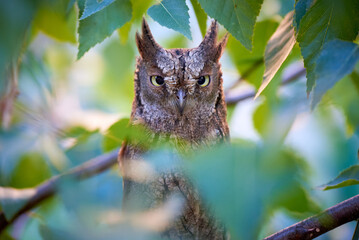 Eurasian scops owl close-up ( Otus scops )