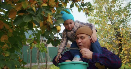 little happy child picking apples with grandfather in the garden in autumn. autumn garden and harvest by child and grandfather