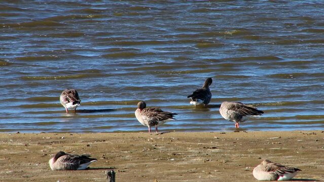 Great white fronted goose standing on the shore and cleaning its feathers, also called Anser albifrons