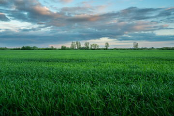 Green field with grain and evening clouds