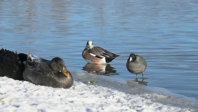 American wigeon at waters edge on a snowy bank in Colorado.
