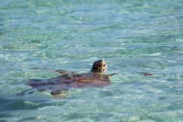 Fototapeta premium tortuga de mar tomando aire agua transparente