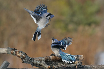 Blue Jays fighting over food in fall with forested background