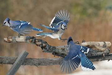 Blue Jays fighting over food in fall with forested background