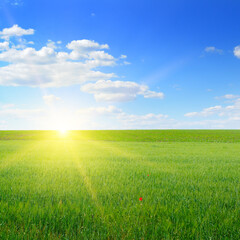 Fototapeta na wymiar Wheat field and blue sky with sun.