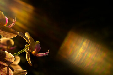Orchidea  e  fascio di luce