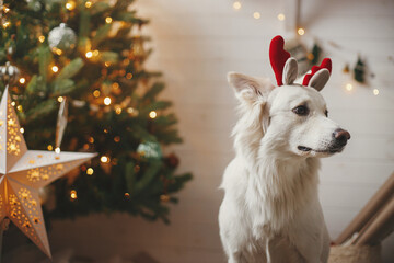 Cute dog in reindeer antlers sitting on background of stylish christmas tree with illuminated star...