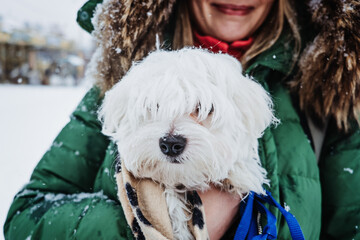 Pet care in winter cold season. Woman warming her Maltese dog in her jacket. Faceless woman and...