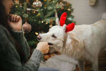 Fototapeta na wymiar Happy woman playing with cute dog with santa hat near stylish christmas tree. Pet and winter holidays. Merry Christmas! Adorable funny danish spitz dog in reindeer antlers playing in festive room