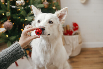 Woman hand holding christmas red bauble at cute dog nose. Pet and winter holidays. Adorable white danish spitz dog helping decorate festive room. Merry Christmas and Happy Holidays!