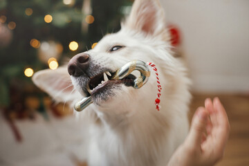 Cute dog biting candy cane toy near christmas tree. Pet and winter holidays. Adorable funny white...