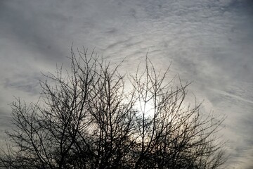 Kahle Baumkrone vor weißem Himmel mit Sonne am frühen Morgen im Winter
