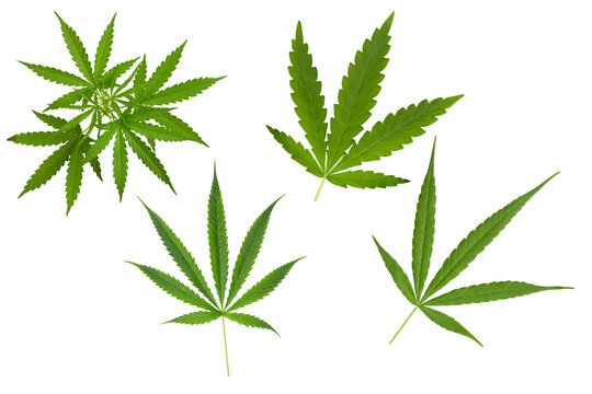 marijuana on transparent background