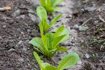 Lettuce leaves, side and top view of lettuce leaves planted in rows in soil.