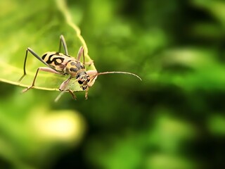 Macro view of a Chlorophorus crawling on leaves 