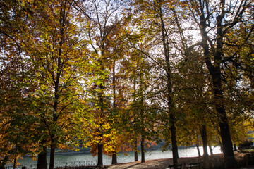 Autumn trees in the park riverside.  Forest and nature in november..Trees in nature in autumn in a public park near the river. Gorgeous foliage colors in autumn.