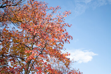Autumn trees in the park. trees in nature in autumn in a public park near the river. Gorgeous foliage colors in autumn.