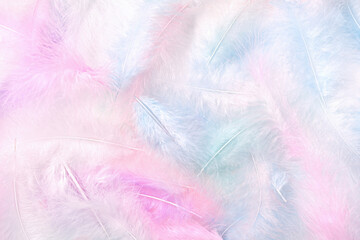 Background of fluffy, delicate feathers. Colored bird feathers. Close-up.