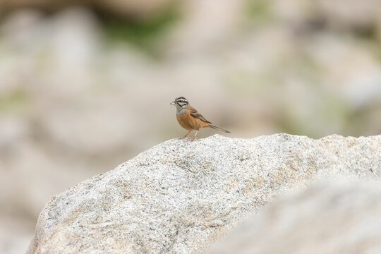 Closeup of a rock bunting, Emberiza cia with a small insect in its beak standing on a stone