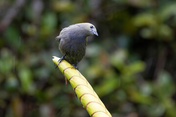 Beautiful Palm Tanager (Thraupis palmarum) bird wet under the tropical rain