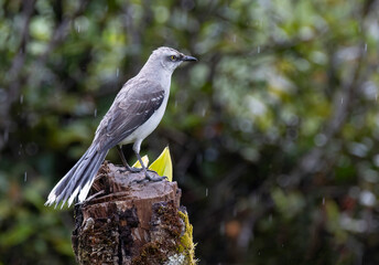 View of a Tropical Mockingbird (Mimus gilvus) on top of a tree stump