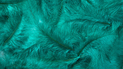 The emerald-colored feathers are evenly distributed over the surface. Top view