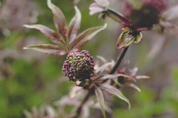 Black elderberry elder bush blooming. Floral spring summer natural background. Beautiful flower.