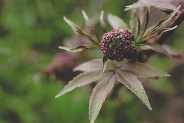 Black elderberry elder bush blooming. Floral spring summer natural background. Beautiful flower.