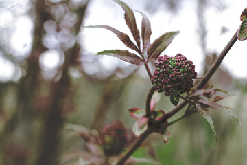 Black elderberry elder bush blooming. Floral spring summer natural background. Beautiful flower.