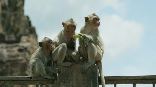 One of three macaques eating beans. Closeup footage of sitting macaques in a sanctuary