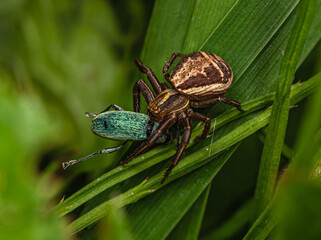 A beige-brown spider caught a turquoise-green weevil in a thicket of grass