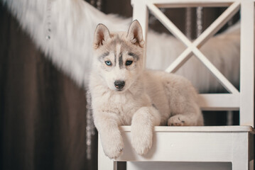 husky puppy lies on a white chair against a background of a ring of white faux fur