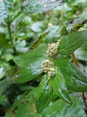 White flower on the garden