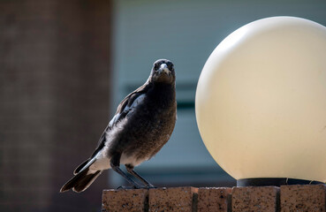 Australian Magpie (Gymnorhina tibicen)